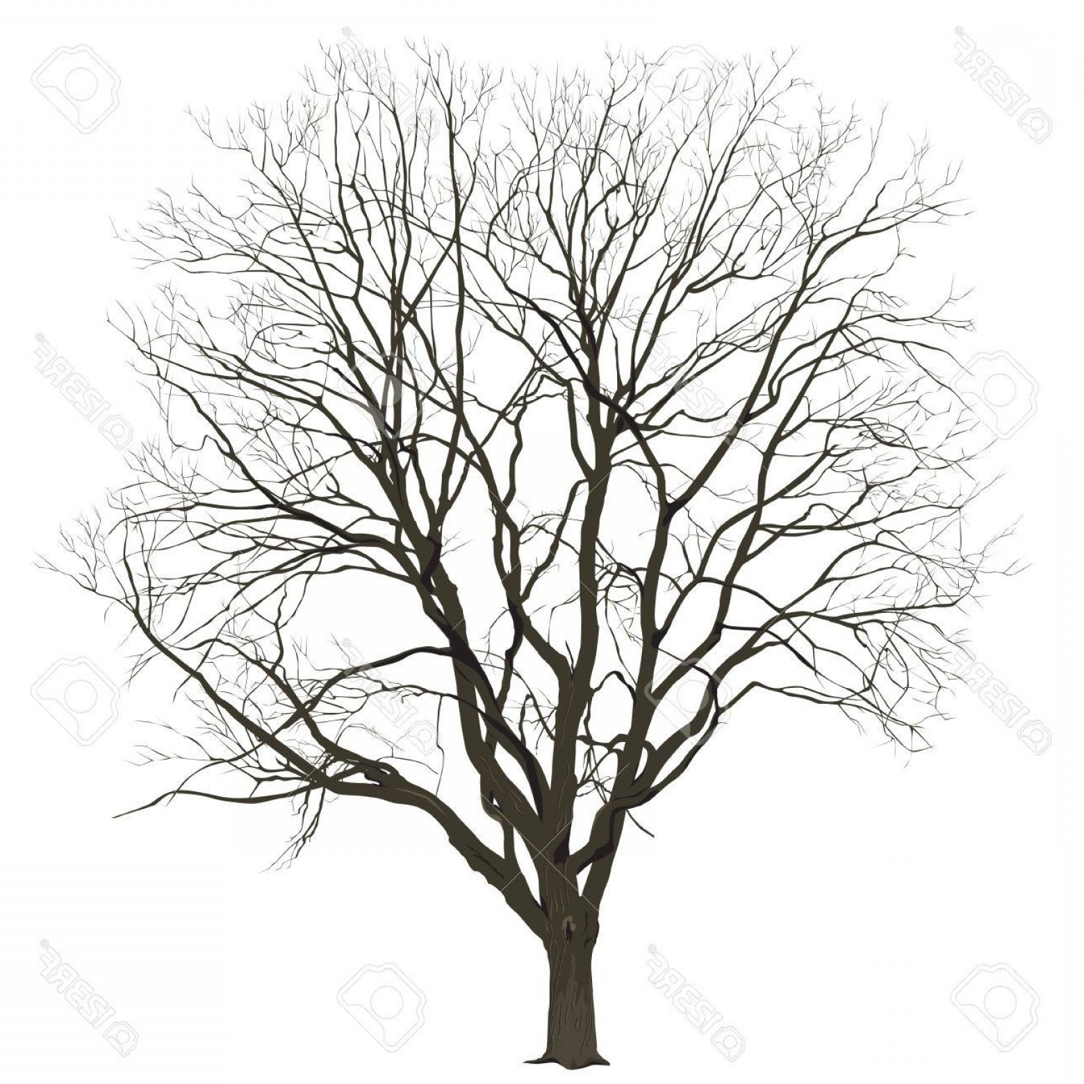 1560x1560 Photostock Vector Big Tree Without Leaves On A White Background