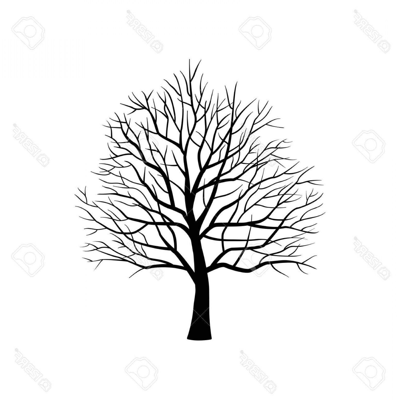 1560x1560 Photostock Vector Isolated Silhouette Of Bare Tree Without Leaves