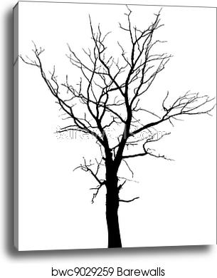 305x390 Silhouette Of Dead Tree Without Leaves, Canvas Print Barewalls