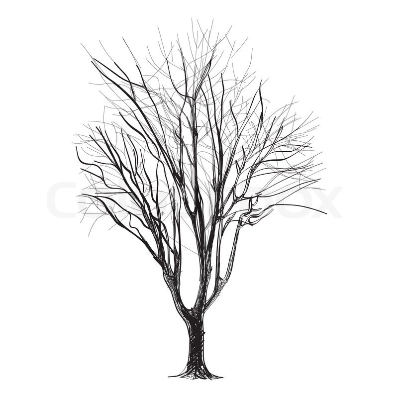 800x800 Large Bare Tree Without Leaves