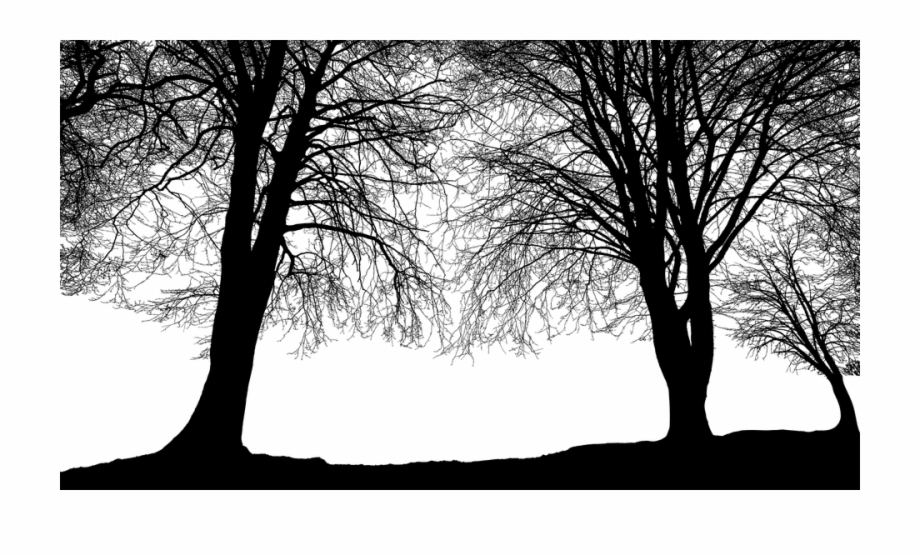 Forest Trees Silhouette Tree Landscape Nature 920x557 Forest Trees Silhouette Tree Landscape Nature