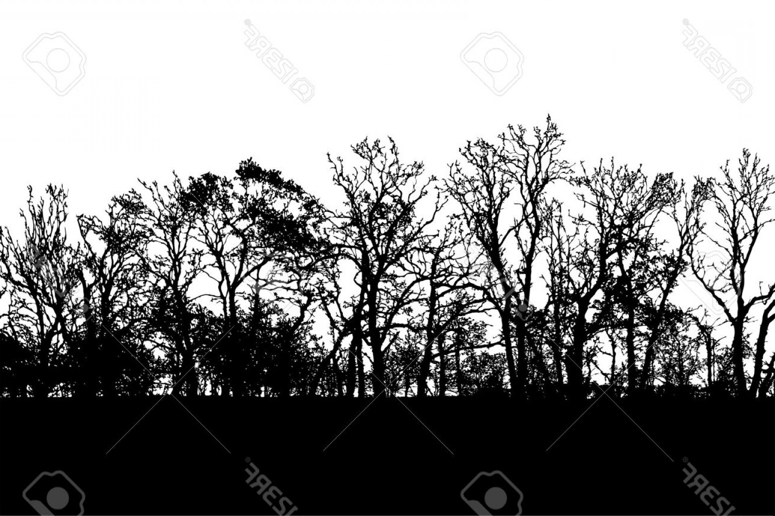 Photowild Looking Tree Lined Horizon Silhouette Vector Cqrecords 1560x1038 Photowild Looking Tree Lined Horizon Silhouette Vector Cqrecords