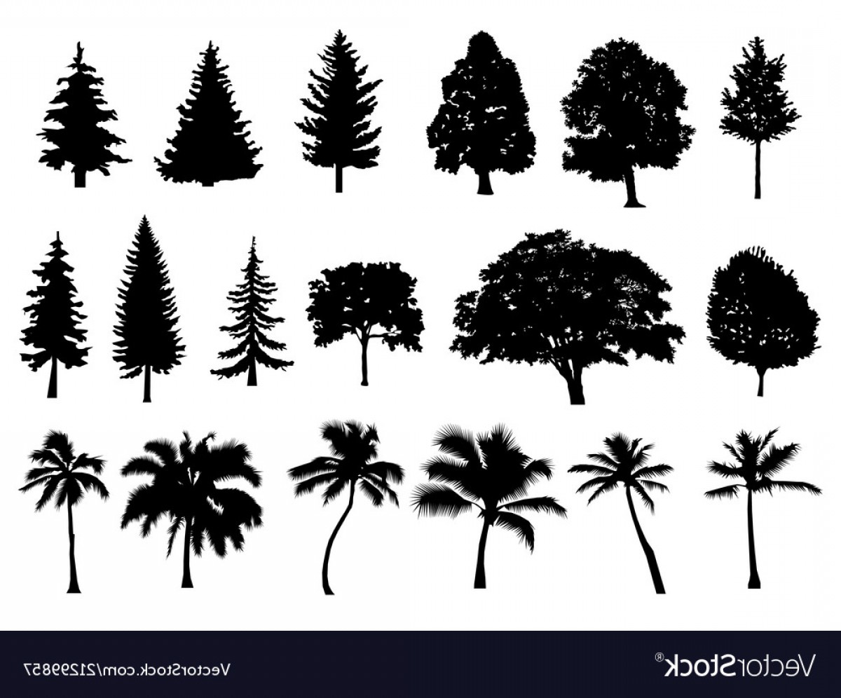 Trees Set Silhouette Coniferous Forest Isolated Vector Cqrecords 1200x996 Trees Set Silhouette Coniferous Forest Isolated Vector Cqrecords