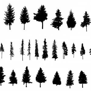 Vector Black Silhouette Illustration Of Palm Tree Icon Isolated 300x300 Vector Black Silhouette Illustration Of Palm Tree Icon Isolated