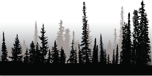 588x294 A Vector Silhouette Illustration Of A Tree Line Of Dense Forest