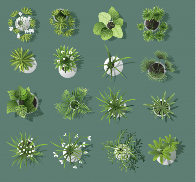 626x584 Set Of Tree Top View Symbols For Architectural Vector Premium