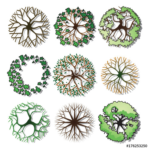 500x500 Tree Top Vector Stock Image And Royalty Free Vector