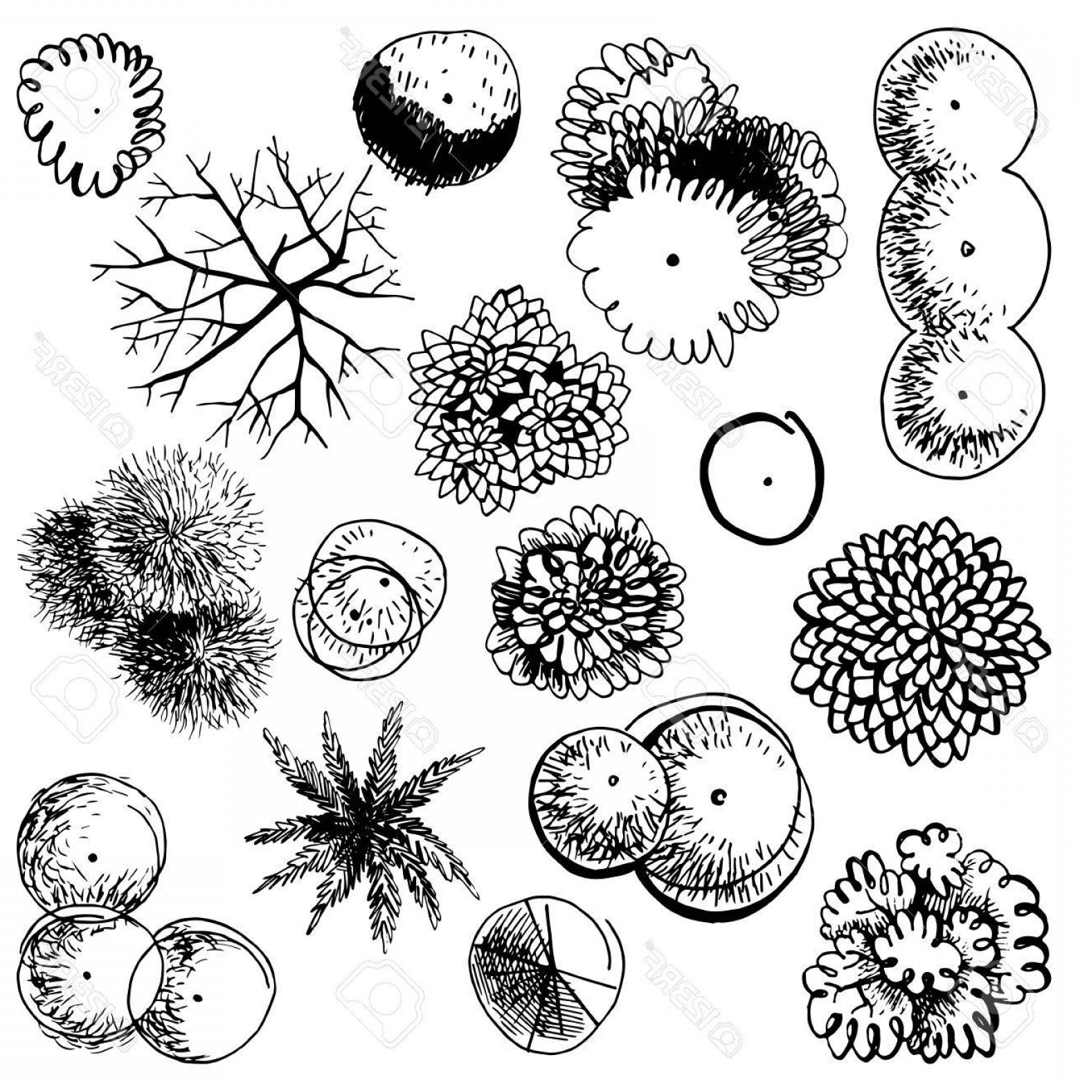 1560x1560 Drawn Free Vector Tree Tops Soidergi