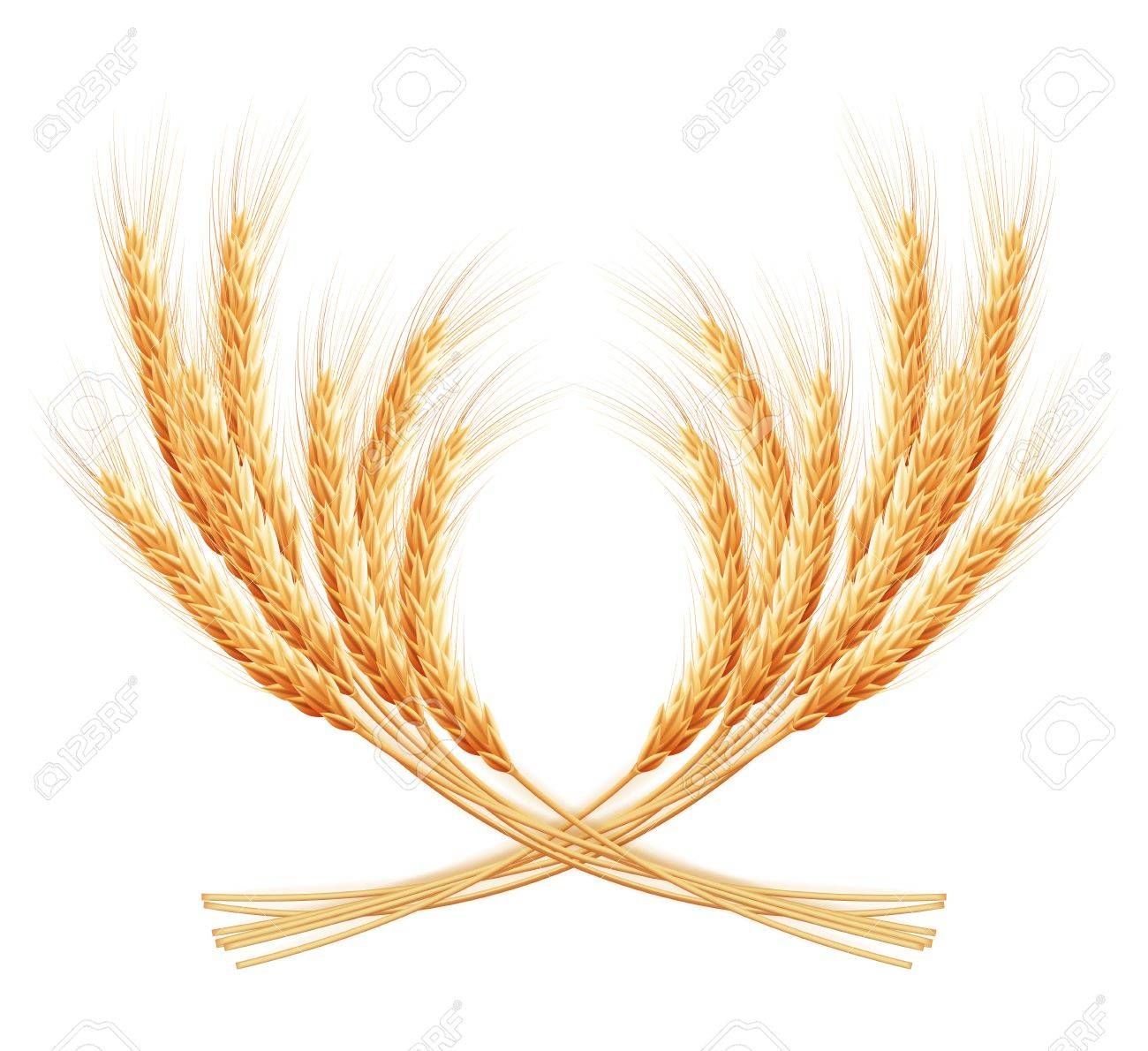 1300x1190 Stock Photo