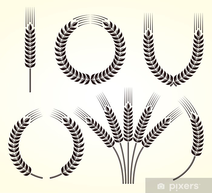 700x636 Vinilo Pixerstick Espigas De Trigo Y De Centeno Conjunto Vector
