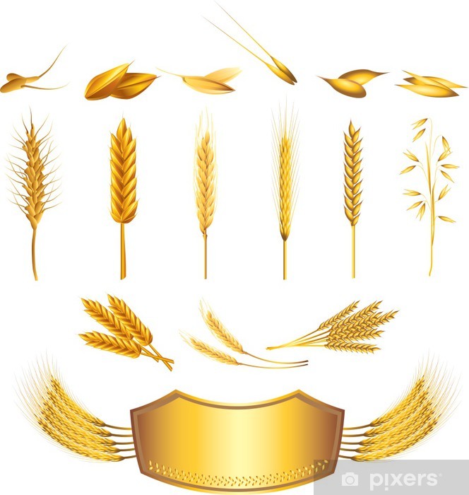 664x700 Vinilo Pixerstick Trigo Vector Conjunto Fotorrealista Pixers