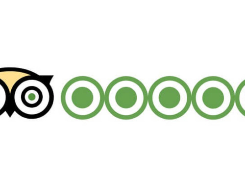 500x383 Trip Advisor Reviews From Recent African Shark Eco Charters