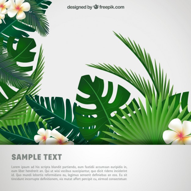 Tropical Background Vector Free Download 626x626 Tropical Background Vector Free Download