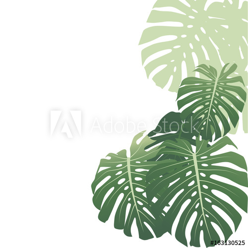 Monstera Leaves Tropical Background Vector Illustration 500x500 Monstera Leaves Tropical Background Vector Illustration