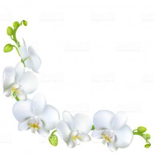 300x300 White Orchids Tropical Flowers Exotic Plants Border Vector