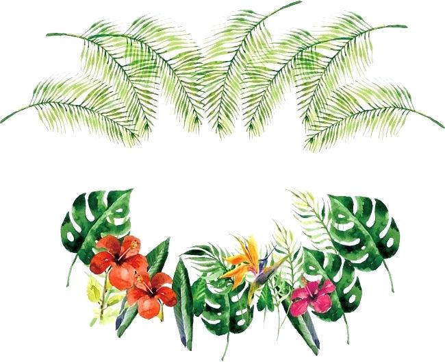 650x528 Tropical Border Plants