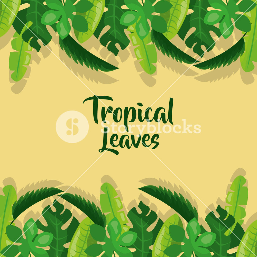 1000x1000 Tropical Leaves Palm Tree Plant Exotic Frame Vector Illustration