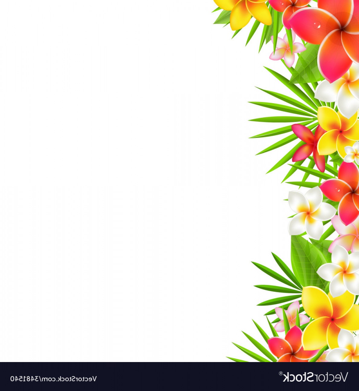 Tropical Border Vector at Vectorified.com | Collection of Tropical