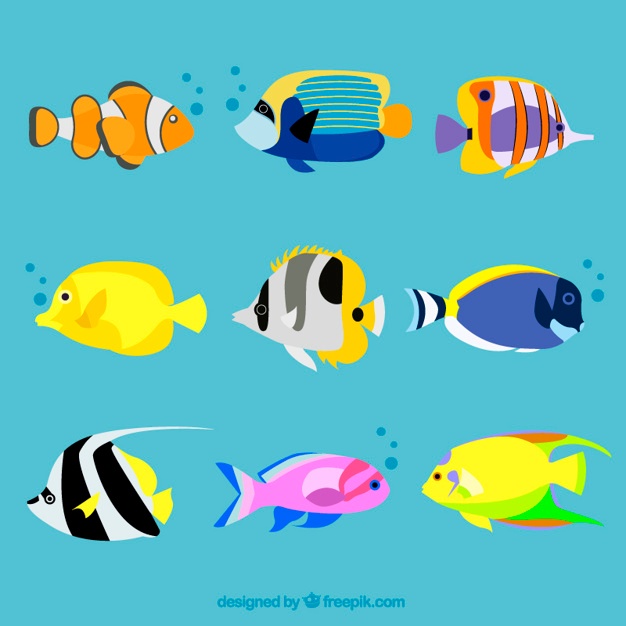 626x626 Tiger Fish Vectors, Photos And Free Download