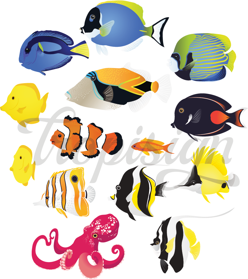 806x906 Tropical Fish