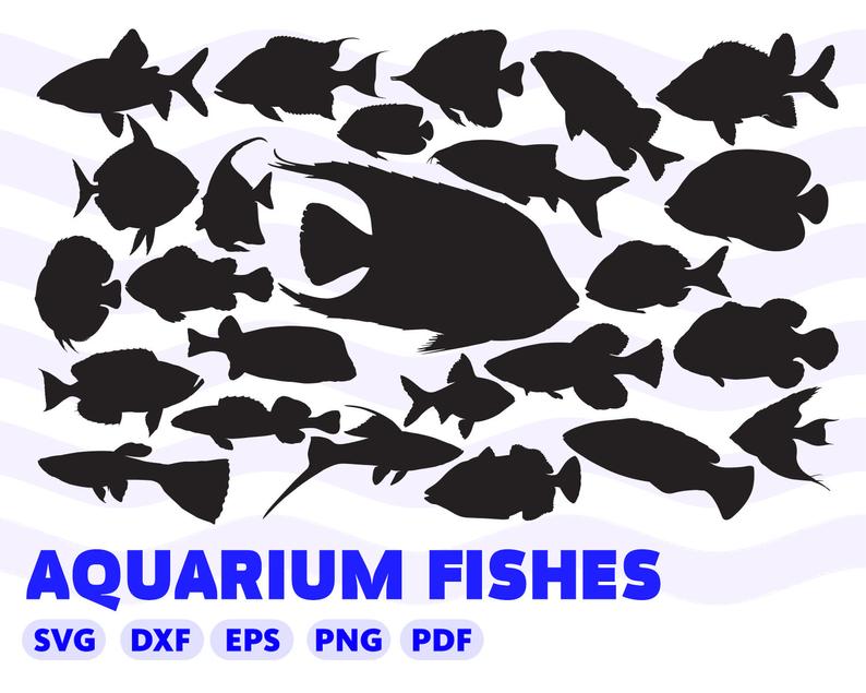 794x635 Aquarium Fishes Tropical Fish Home Fish Fish Etsy