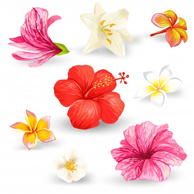 Hibiscus Vectors, Photos And Free Download 626x626 Hibiscus Vectors, Photos And Free Download