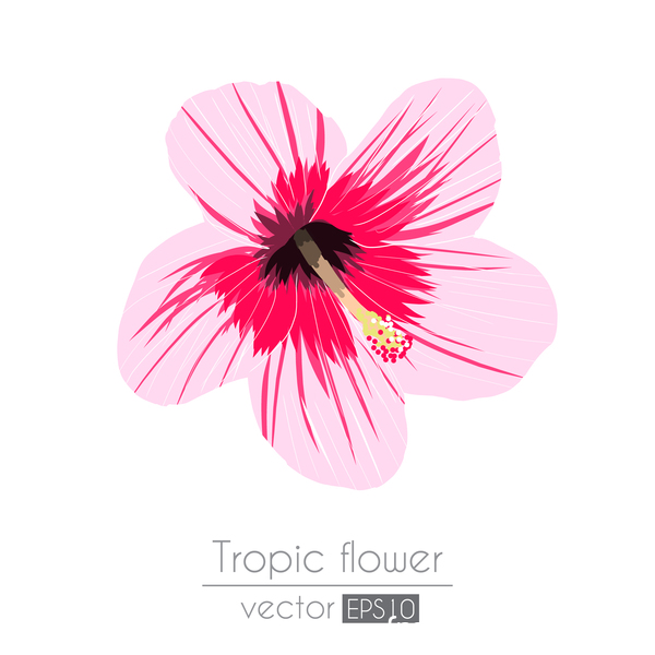 Pink Tropical Flowers Vector Material Free Download 600x600 Pink Tropical Flowers Vector Material Free Download