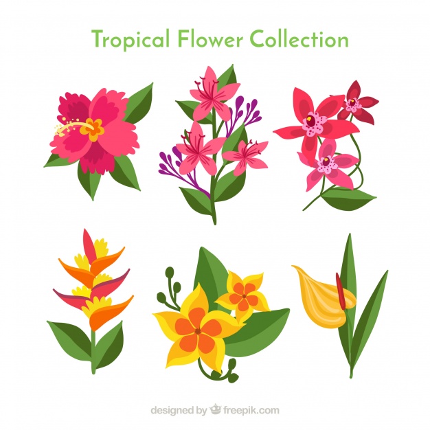 Exotic Flowers Vectors Free Vector Graphics Everypixel 626x626 Exotic Flowers Vectors Free Vector Graphics Everypixel