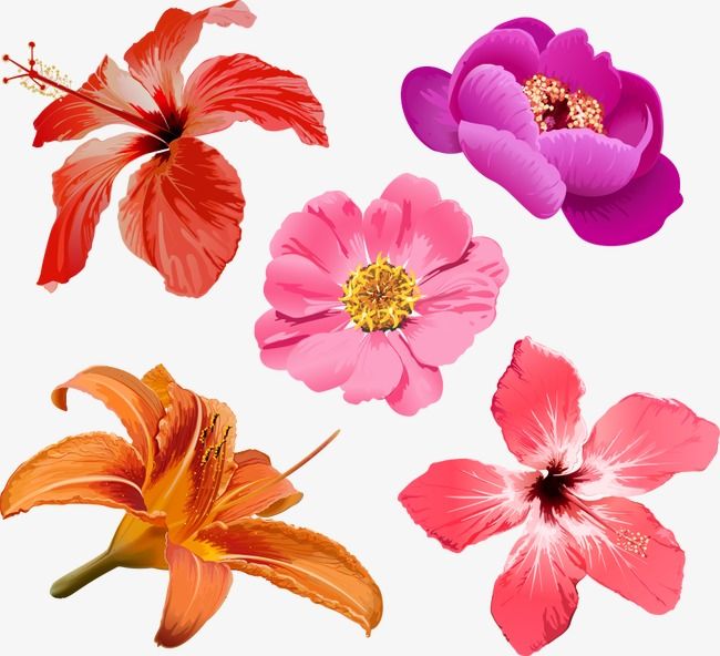 Vector Hibiscus And Beautiful Flowers, Hibiscus Vector, Hibiscus 650x592 Vector Hibiscus And Beautiful Flowers, Hibiscus Vector, Hibiscus