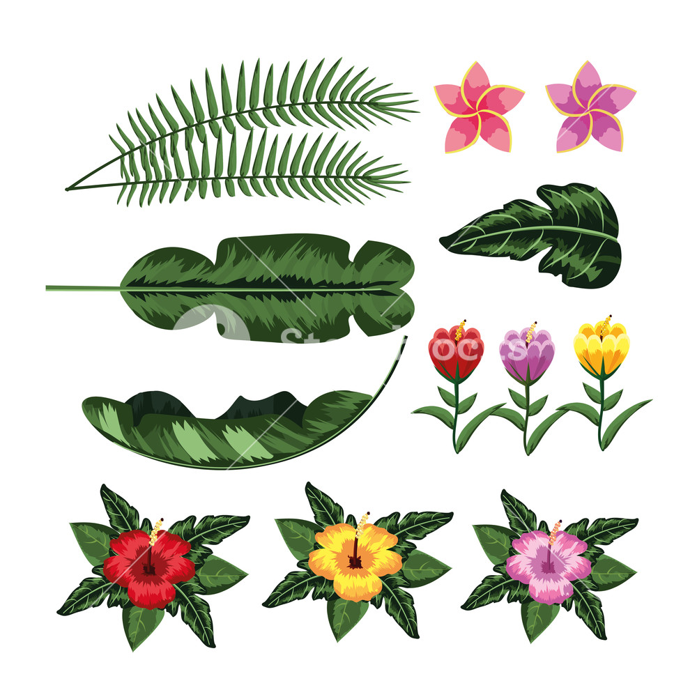 Set Leaves Plants And Tropical Flowers Vector Illustration Royalty 1000x1000 Set Leaves Plants And Tropical Flowers Vector Illustration Royalty