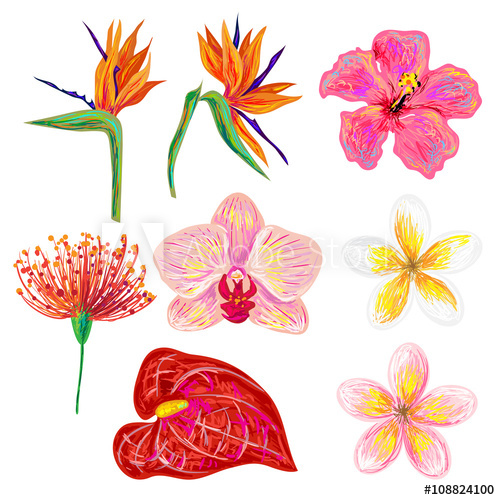 Exotic Tropical Flowers Collection Set Of Hand Drawn Tropical 500x500 Exotic Tropical Flowers Collection Set Of Hand Drawn Tropical