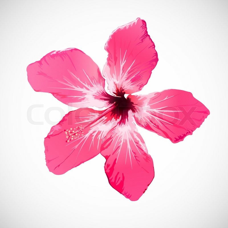Hibiscus Tropical Flower Vector Art Stock Vector Colourbox 800x800 Hibiscus Tropical Flower Vector Art Stock Vector Colourbox