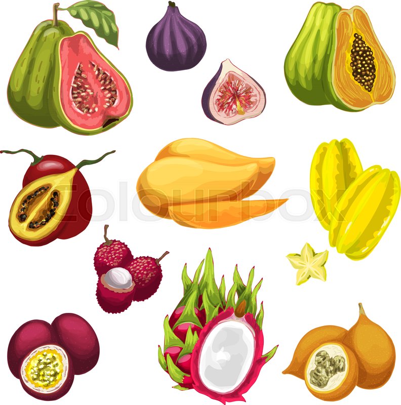792x800 Exotic And Tropical Fruit Vector Stock Vector Colourbox