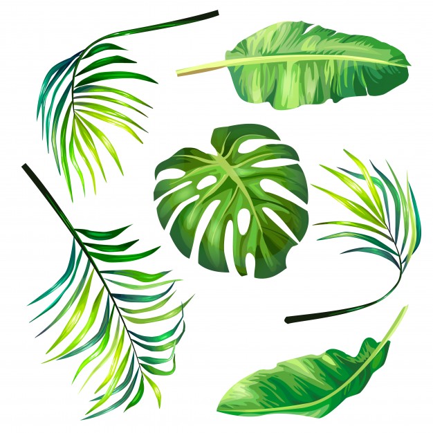 626x626 Set Of Botanical Vector Illustrations Of Tropical Palm Leaves