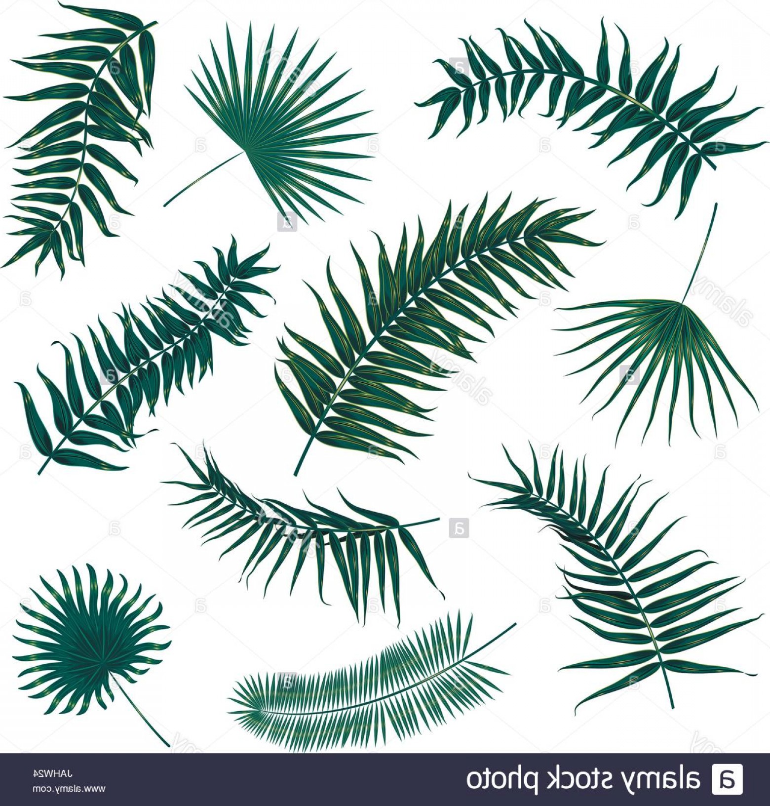 1560x1632 Stock Photo Vector Tropical Palm Leaves Jungle Leaves Set Isolated