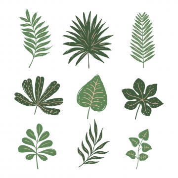 360x360 Tropical Leaves Png, Vector, And Clipart With Transparent