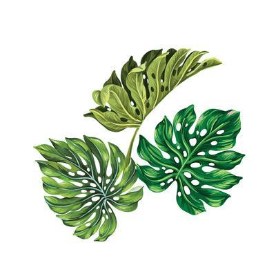 400x400 Vector Tropical Palm Leaves Realistic Drawing In Vintage Style