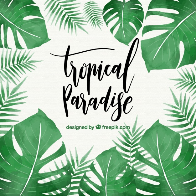 626x626 Tropical Leaves Vector Free Download
