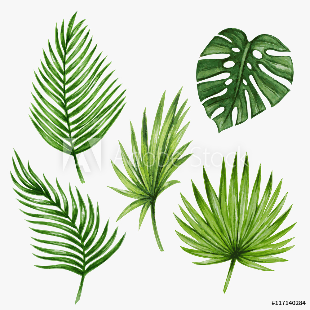 1000x1000 Fotografie, Obraz Watercolor Tropical Palm Leaves Vector