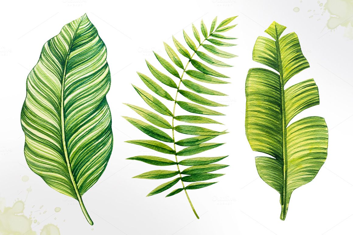 1160x774 Tropical Leaves Watercolor Vector