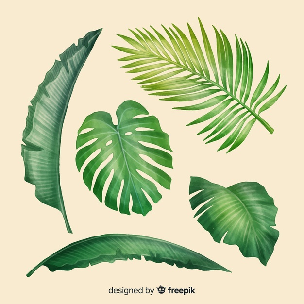626x626 Palm Leaf Vectors, Photos And Free Download