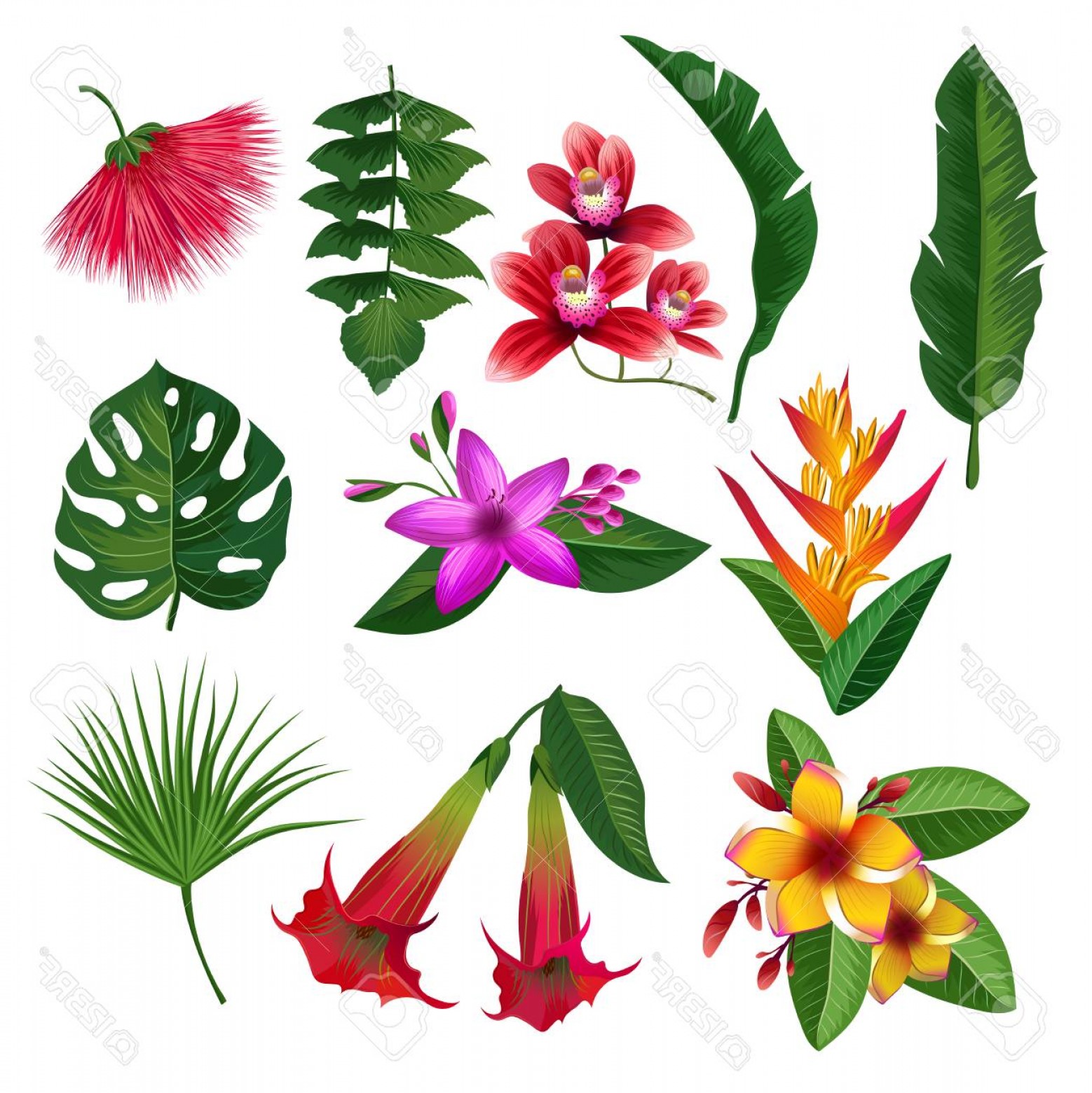 1558x1560 Photostock Vector Tropical Plants Hawaii Flowers Leaves