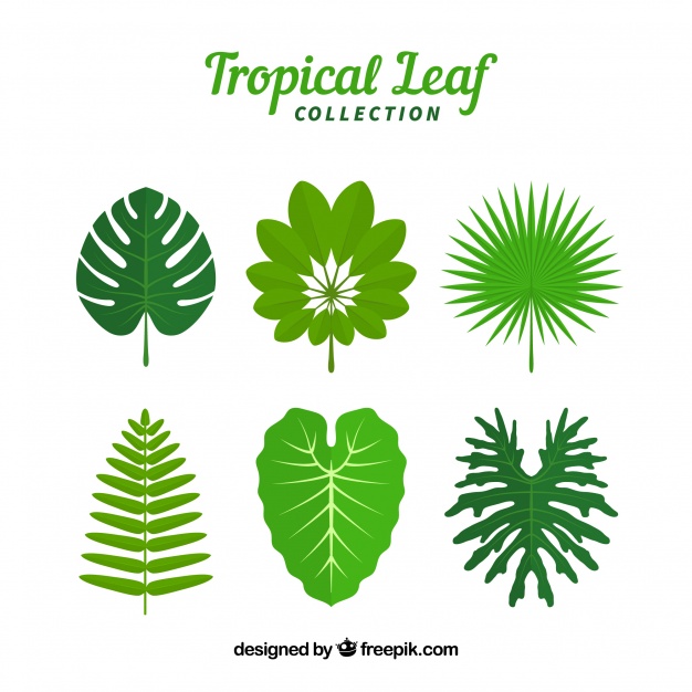 626x626 Set Of Leaves Of Tropical Plants Vector Free Download