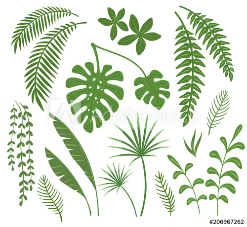 500x460 Set Of Leaves Of Tropical Plants Vector Illustration