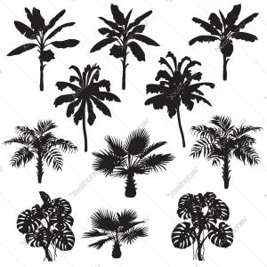 300x300 Tropical Palm Trees Set Exotic Tropical Plants Vector Newwaysys