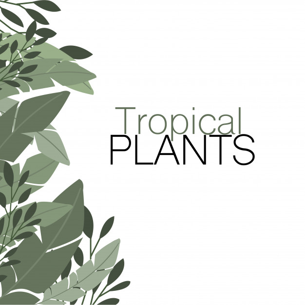 626x626 Tropical Plants Vector Free Download