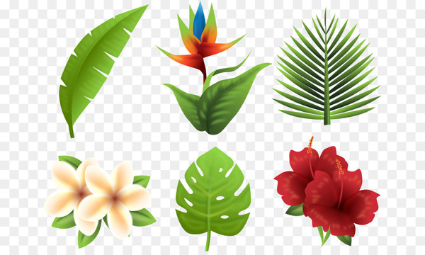 600x360 Tropics Euclidean Vector Flower