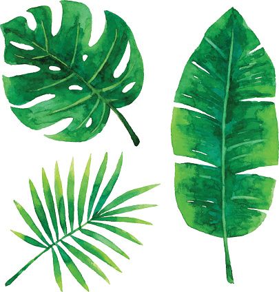 405x424 Vector Illustration Of Tropical Plants Leaf Palm Leaves Jess