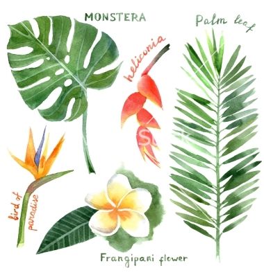 380x400 Watercolor Tropical Plants Vector