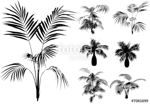 500x348 Bamboo And Other Tropical Plant Vector Stock Image And Royalty